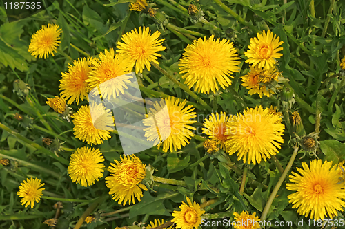 Image of Flowering yellow dandelions