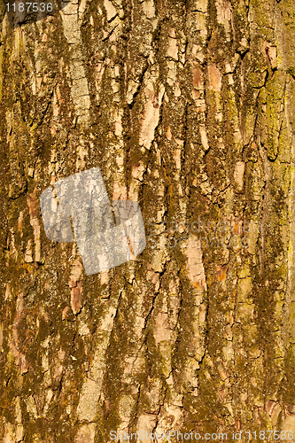 Image of The bark of big old tree
