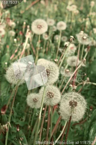 Image of Many fluffy dandelions