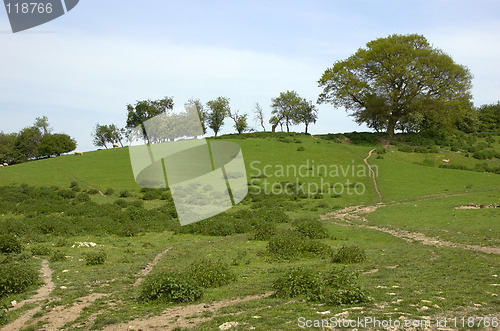 Image of Summer meadow