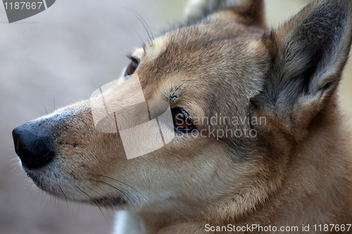 Image of Portrait of a hunting dog