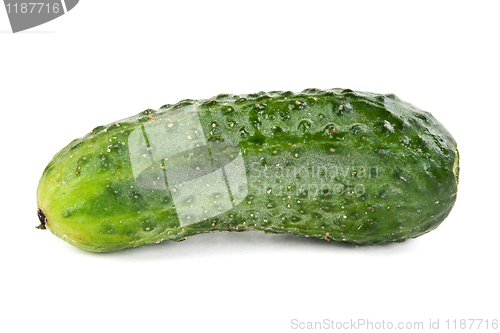 Image of one ripe cucumber