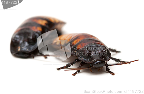 Image of two Madagascar cockroaches