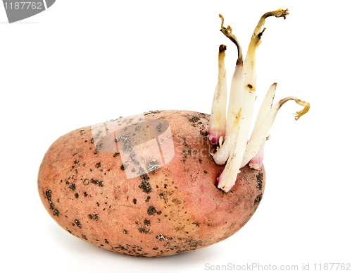 Image of potato sprouts