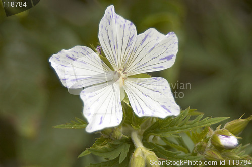 Image of Geranium