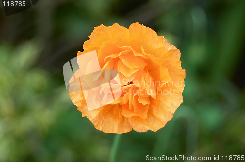 Image of Orange poppy