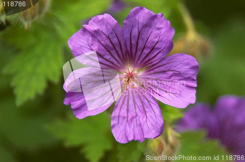 Image of Geranium