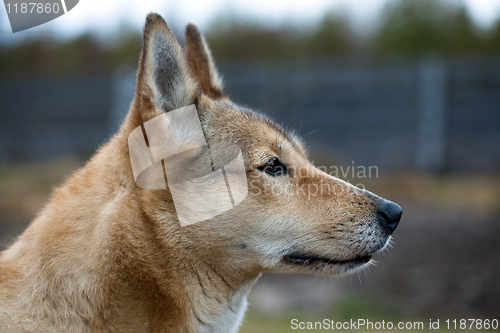 Image of Portrait of a hunting dog