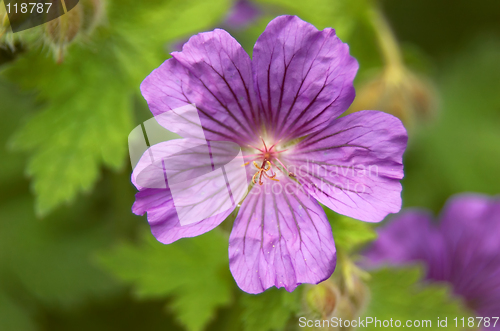 Image of Geranium