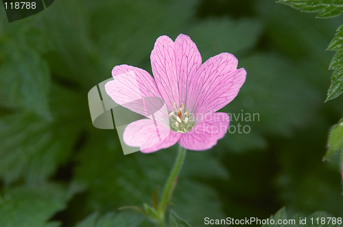 Image of Gerainiums