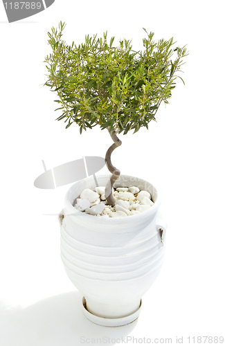 Image of olive tree