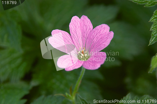 Image of Gerainiums