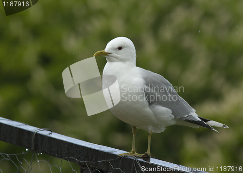 Image of Mew gull