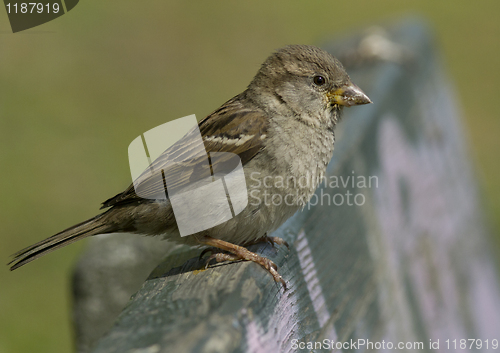 Image of House sparrow
