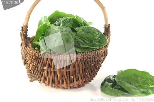 Image of leaf spinach