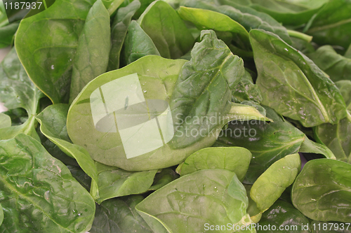 Image of leaf spinach