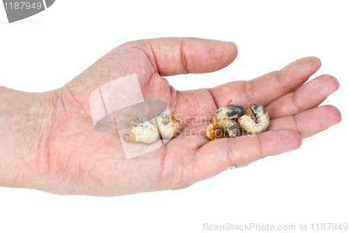 Image of Five worms in a hand