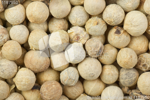 Image of White pepper grains closeup