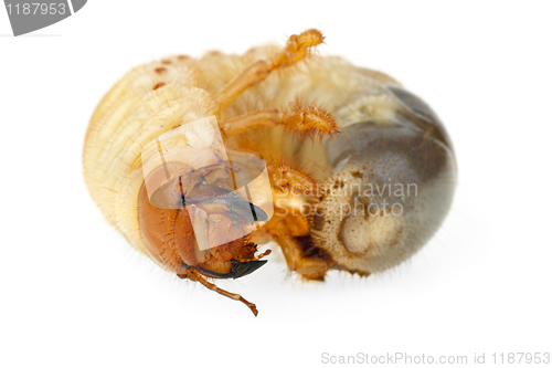 Image of Cockchafer larva