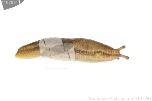 Image of Tiny slug