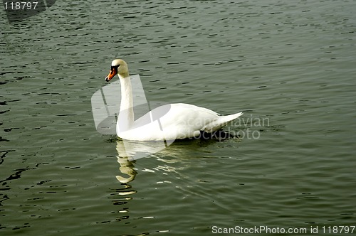Image of Swan