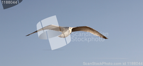 Image of Flying seagull