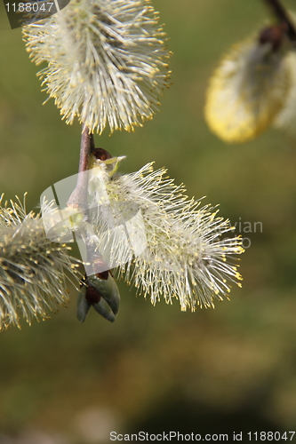 Image of weeping willow