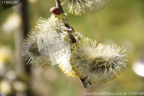 Image of weeping willow