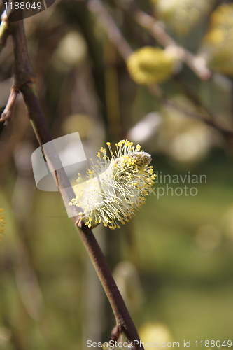 Image of weeping willow