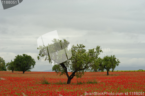 Image of Poppy field