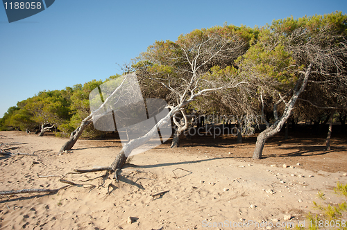 Image of Windswept pine trees