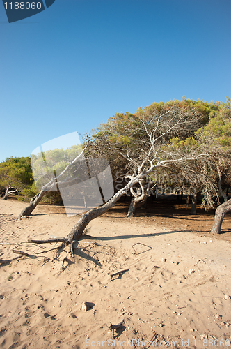 Image of Windswept pine trees