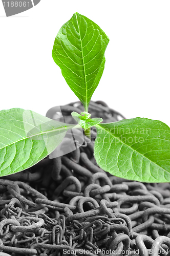 Image of Green plant growing from abandoned chains