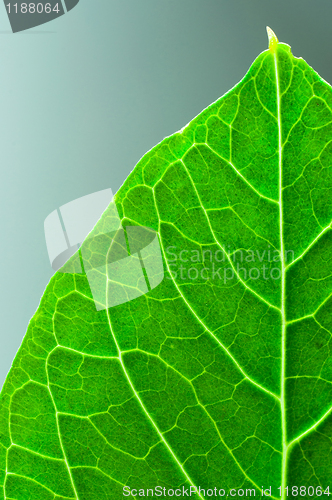 Image of Vibrant green texture of a leaf