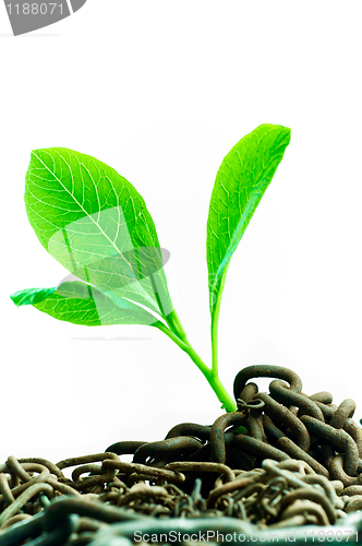 Image of Green plant growing from abandoned chains