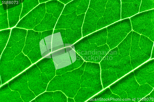 Image of Vibrant green texture of a leaf