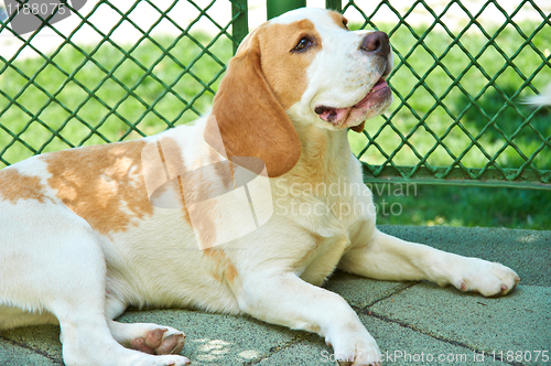 Image of Cute dog with blurry background