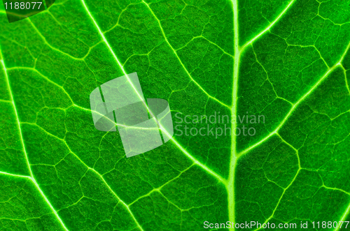 Image of Vibrant green texture of a leaf