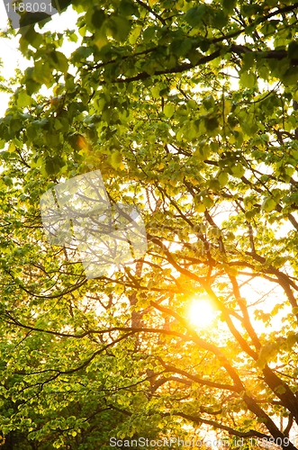 Image of Rays of the sun striking trough leaves