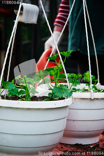 Image of resh green plants in garden ready to planted