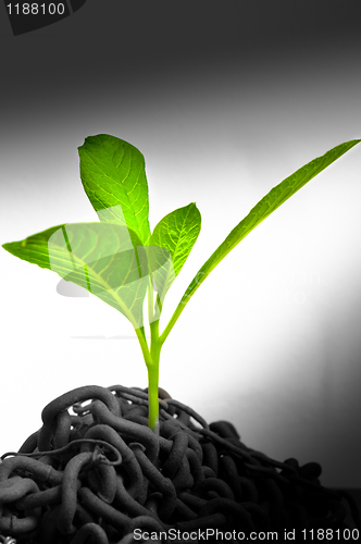 Image of Green plant growing from abandoned chains