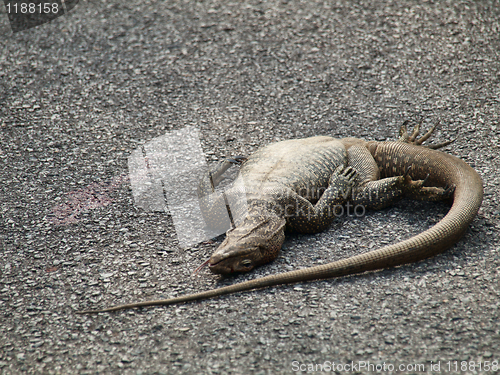 Image of Dead iguana