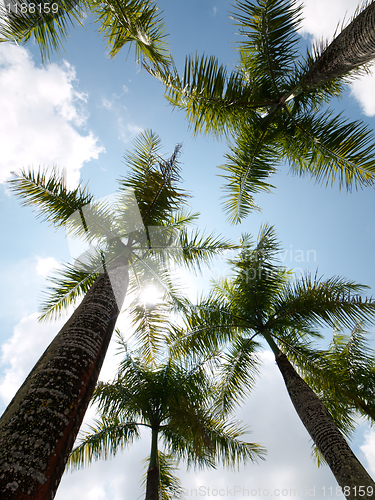 Image of Coconut trees