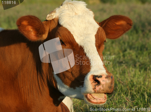 Image of cow