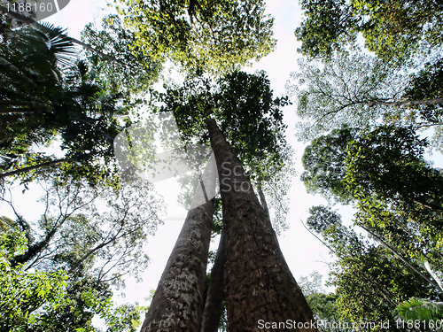 Image of Trees view