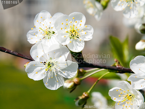 Image of Blossoming tree