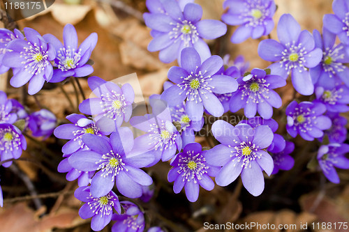 Image of 	Spring flowers