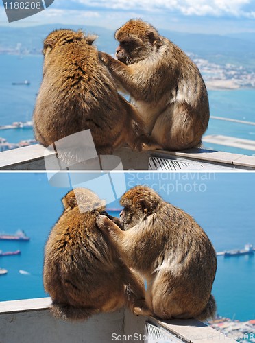 Image of Barbary monkey grooming another in Gibraltar