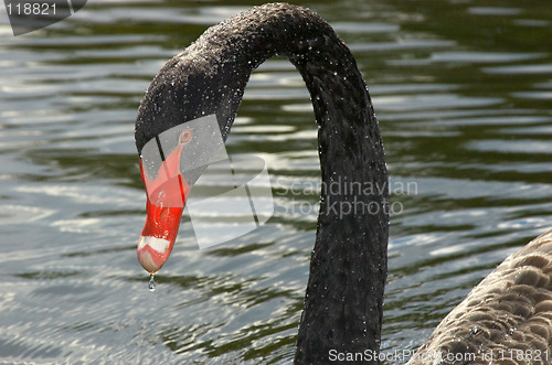 Image of black swan