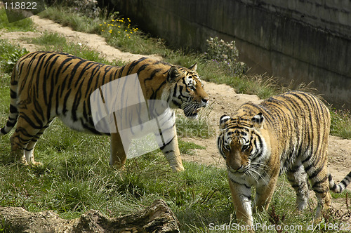 Image of two tigers